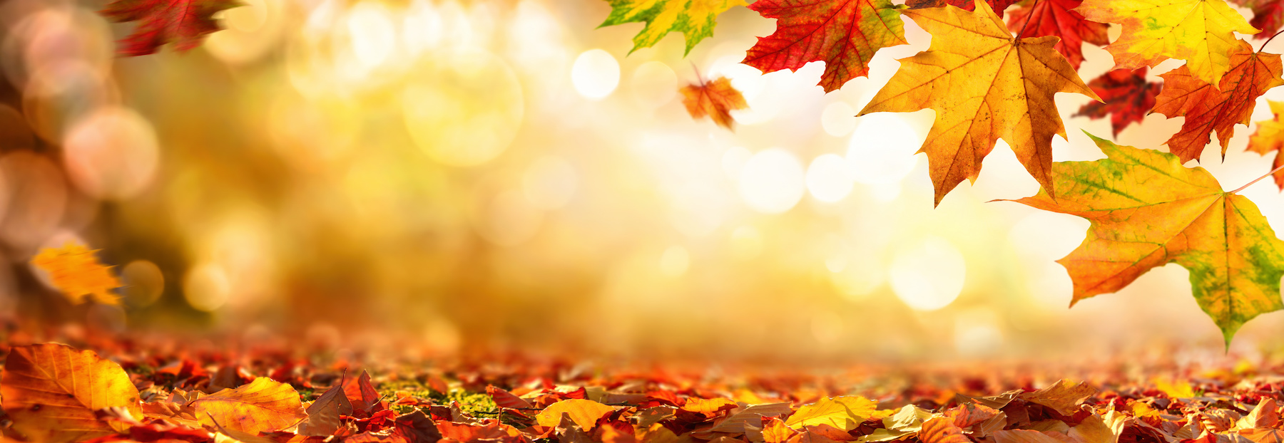 Umziehen im Herbst – Die beste Jahreszeit dafür